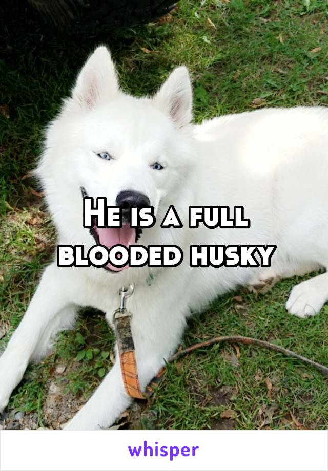 He is a full blooded husky