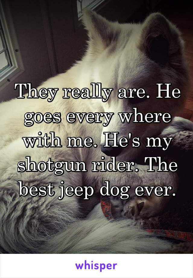 They really are. He goes every where with me. He's my shotgun rider. The best jeep dog ever.