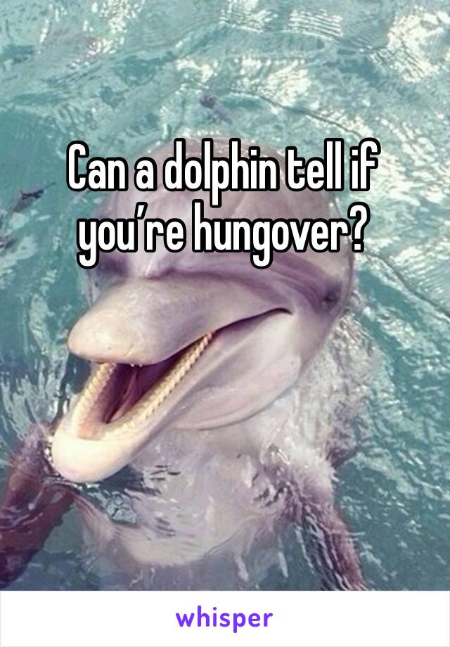 Can a dolphin tell if you’re hungover?