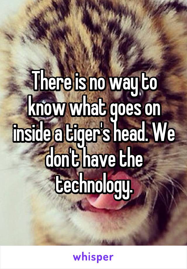 There is no way to know what goes on inside a tiger's head. We don't have the technology.