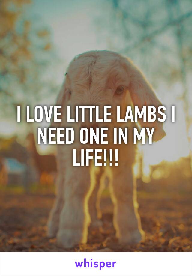 I LOVE LITTLE LAMBS I NEED ONE IN MY LIFE!!!