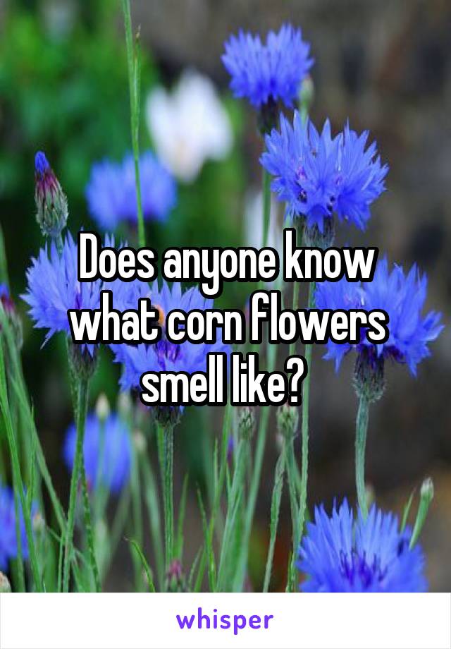 Does anyone know what corn flowers smell like? 