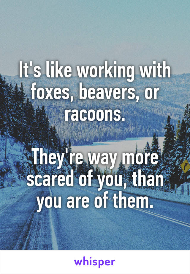 It's like working with foxes, beavers, or racoons.

They're way more scared of you, than you are of them.