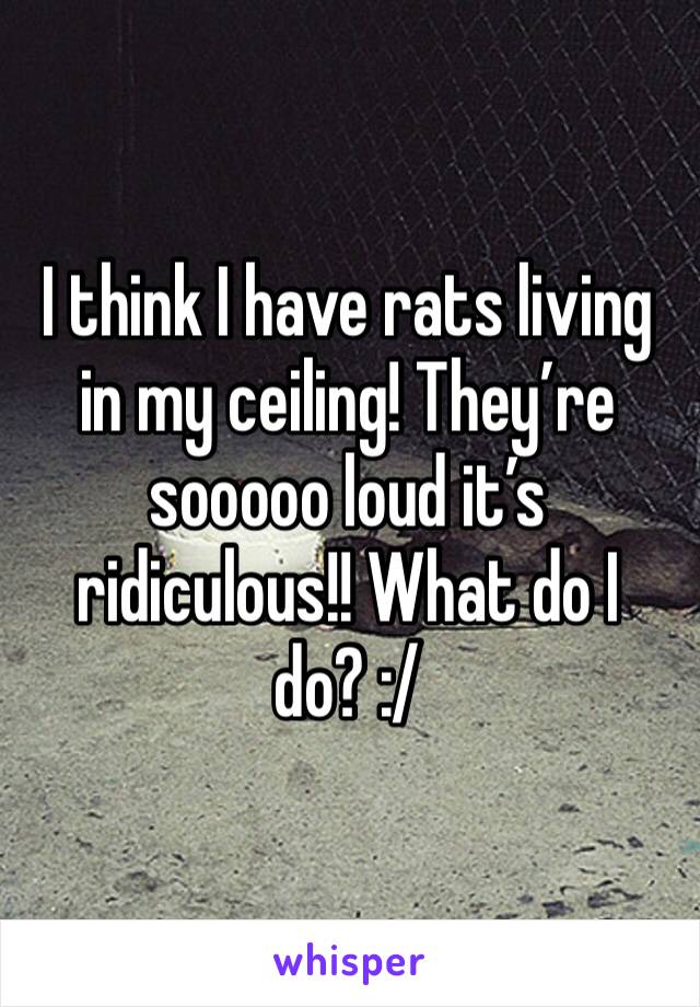 I think I have rats living in my ceiling! They’re sooooo loud it’s ridiculous!! What do I do? :/