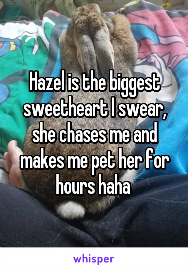 Hazel is the biggest sweetheart I swear, she chases me and makes me pet her for hours haha 