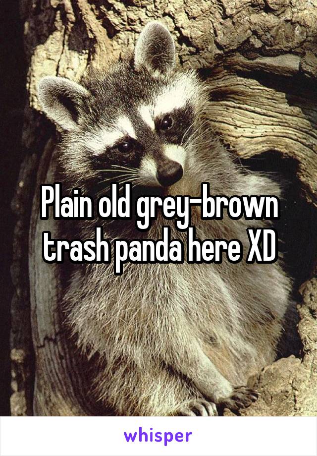 Plain old grey-brown trash panda here XD
