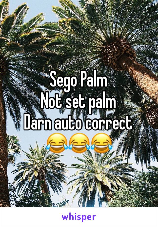 Sego Palm 
Not set palm 
Darn auto correct 
😂😂😂