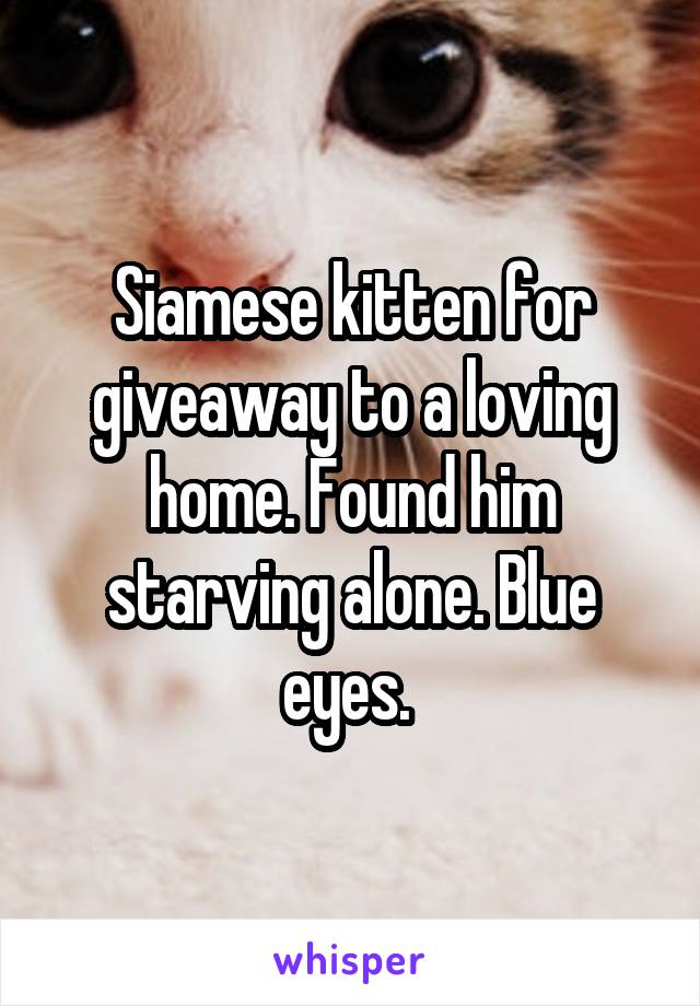 Siamese kitten for giveaway to a loving home. Found him starving alone. Blue eyes. 