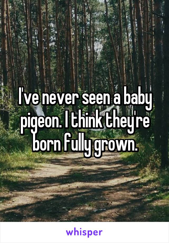 I've never seen a baby pigeon. I think they're born fully grown.