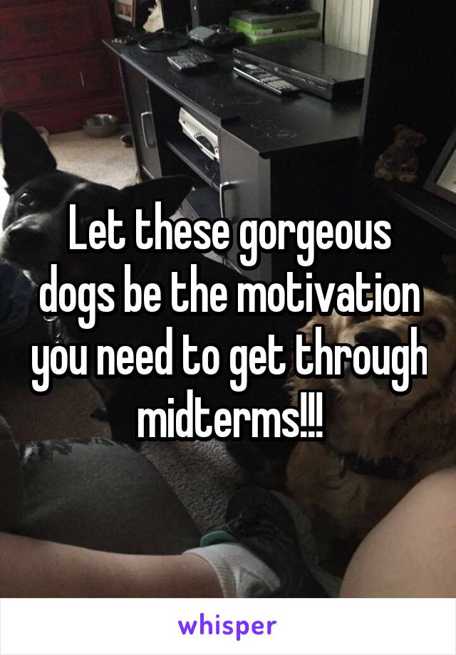 Let these gorgeous dogs be the motivation you need to get through midterms!!!