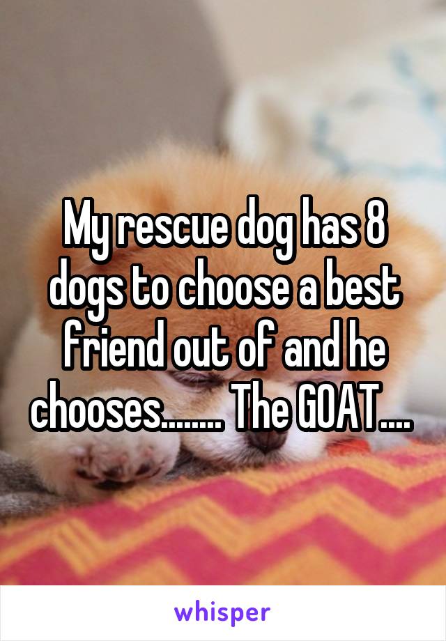 My rescue dog has 8 dogs to choose a best friend out of and he chooses........ The GOAT.... 