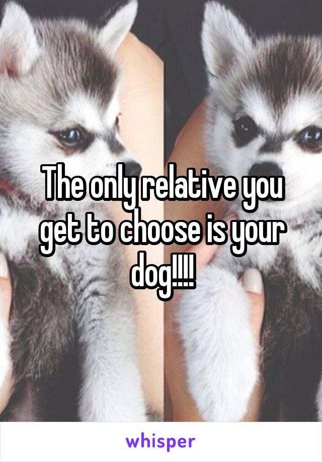 The only relative you get to choose is your dog!!!!