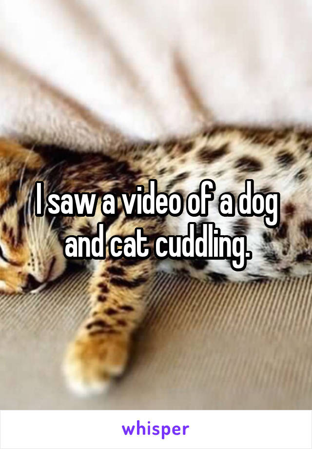 I saw a video of a dog and cat cuddling.