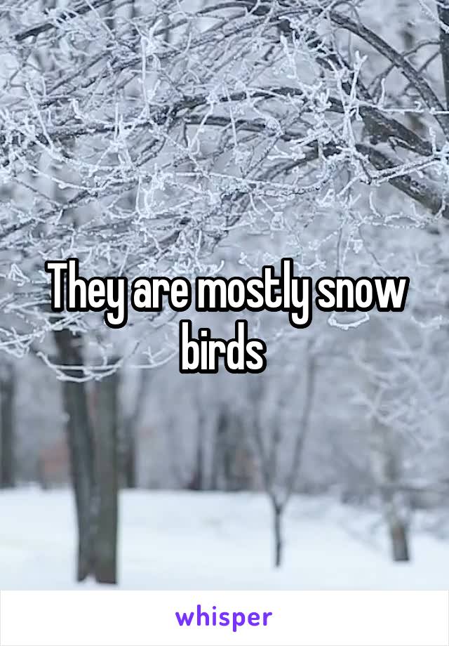 They are mostly snow birds 