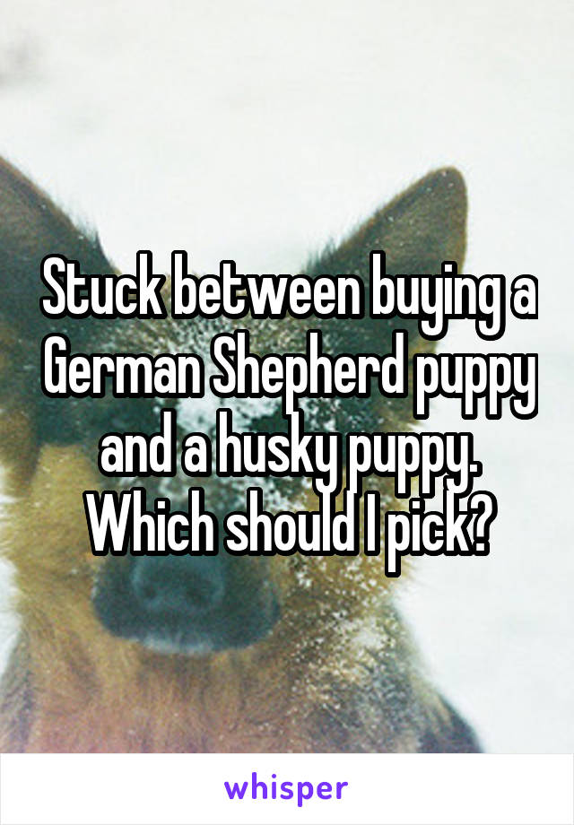 Stuck between buying a German Shepherd puppy and a husky puppy. Which should I pick?