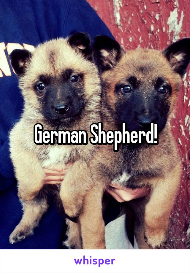 German Shepherd!