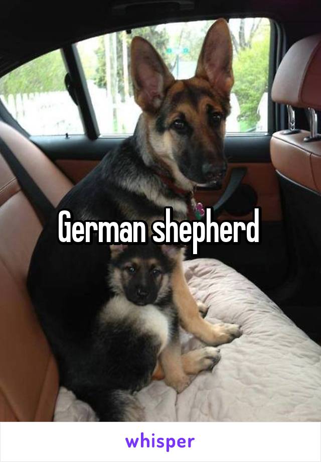 German shepherd 