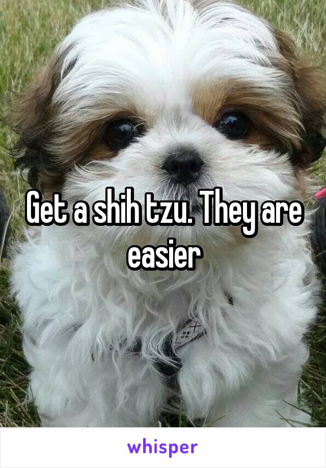 Get a shih tzu. They are easier