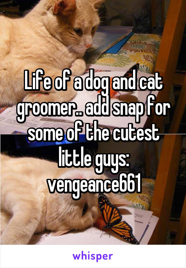 Life of a dog and cat groomer.. add snap for some of the cutest little guys: vengeance661