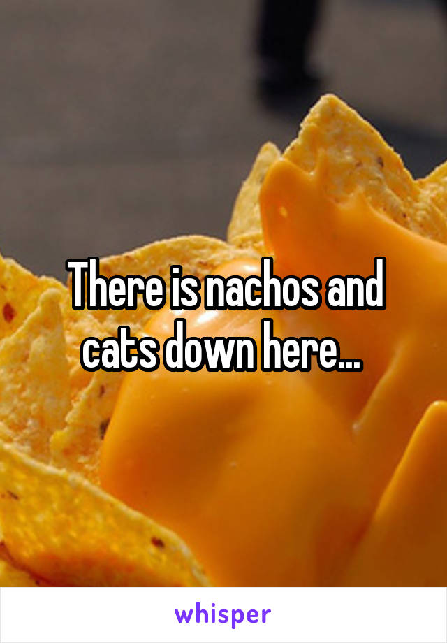 There is nachos and cats down here... 