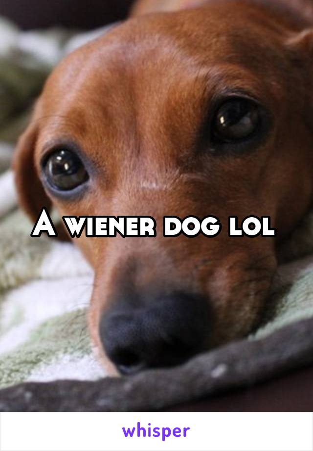 A wiener dog lol 