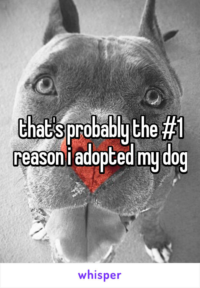that's probably the #1 reason i adopted my dog