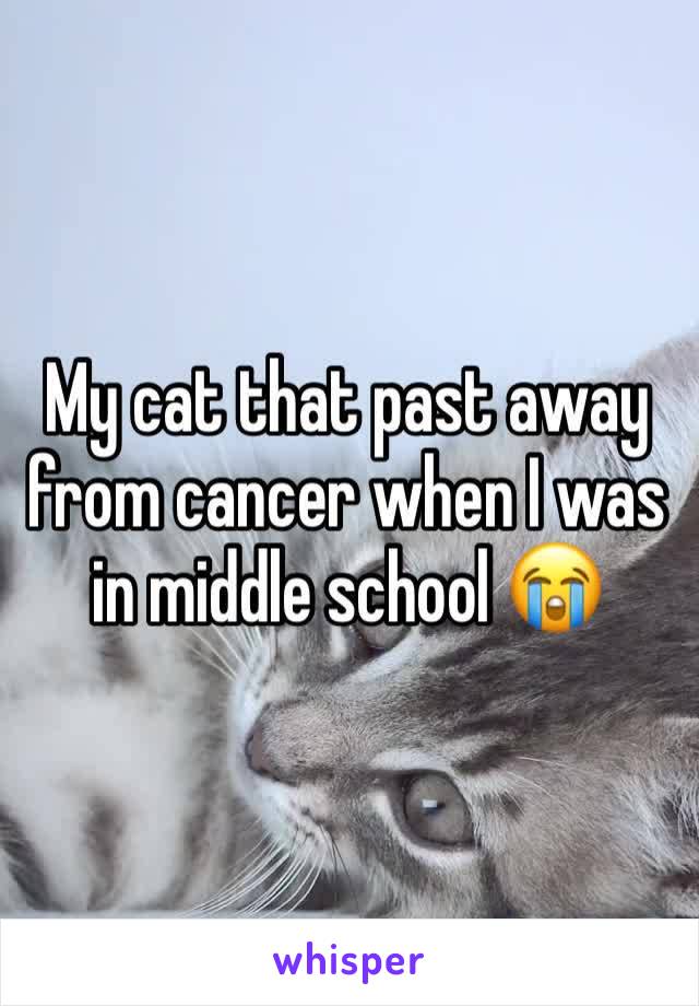 My cat that past away from cancer when I was in middle school 😭