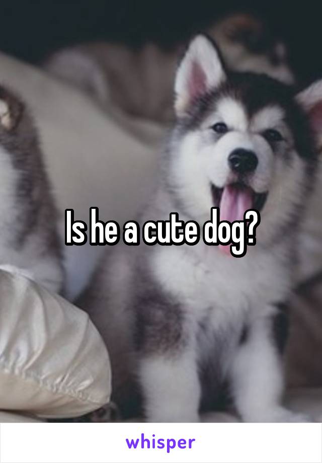 Is he a cute dog?