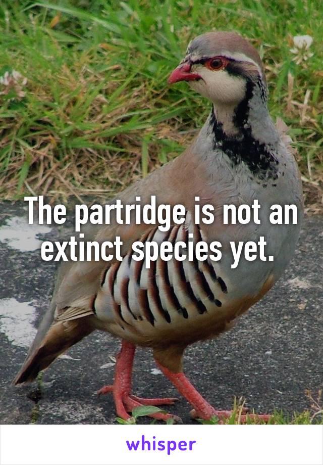 The partridge is not an extinct species yet. 