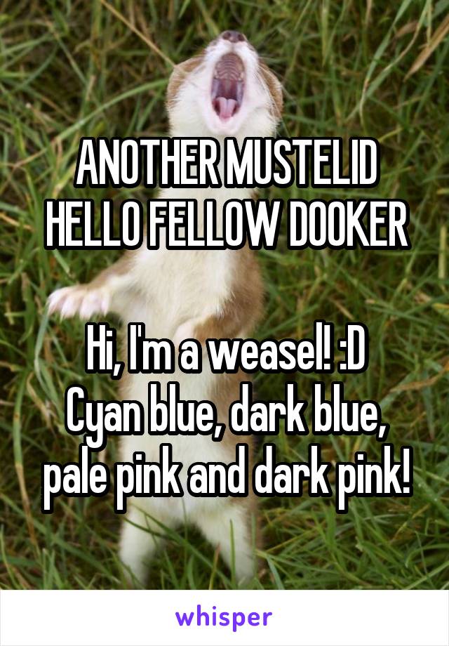 ANOTHER MUSTELID
HELLO FELLOW DOOKER
 
Hi, I'm a weasel! :D
Cyan blue, dark blue, pale pink and dark pink!