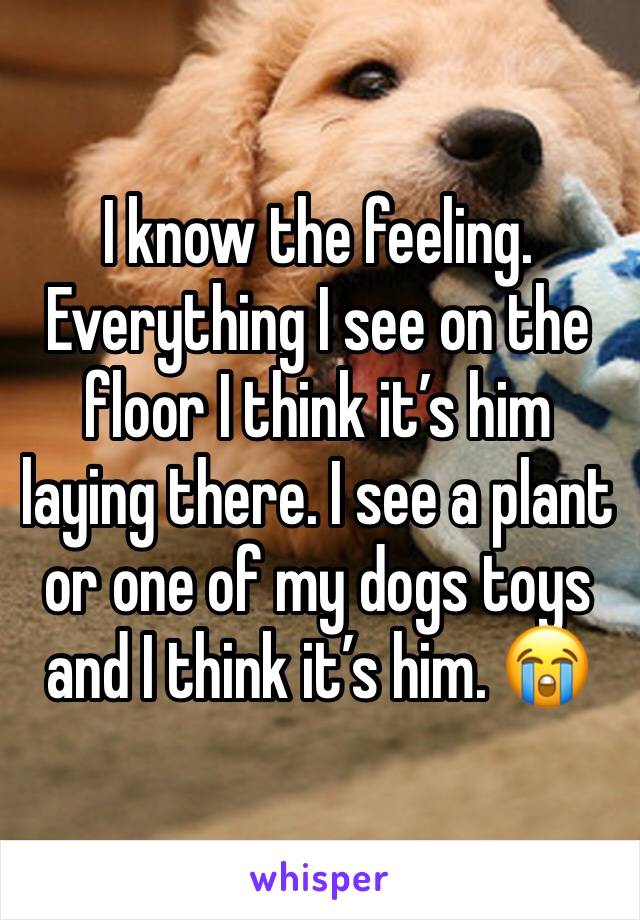 I know the feeling. Everything I see on the floor I think it’s him laying there. I see a plant or one of my dogs toys and I think it’s him. 😭