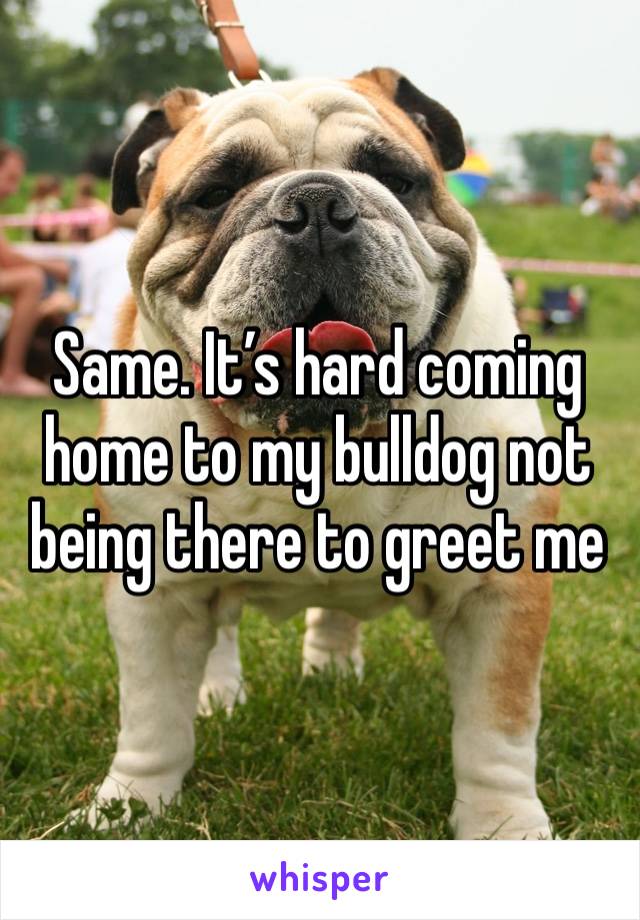 Same. It’s hard coming home to my bulldog not being there to greet me