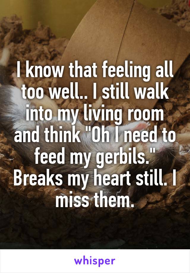 I know that feeling all too well.. I still walk into my living room and think "Oh I need to feed my gerbils." Breaks my heart still. I miss them.