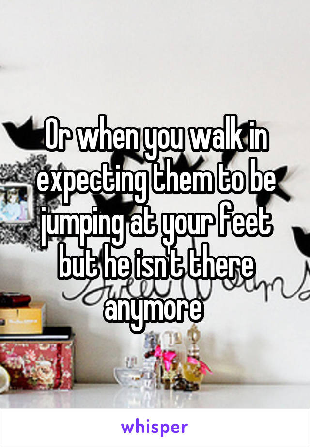 Or when you walk in expecting them to be jumping at your feet but he isn't there anymore 