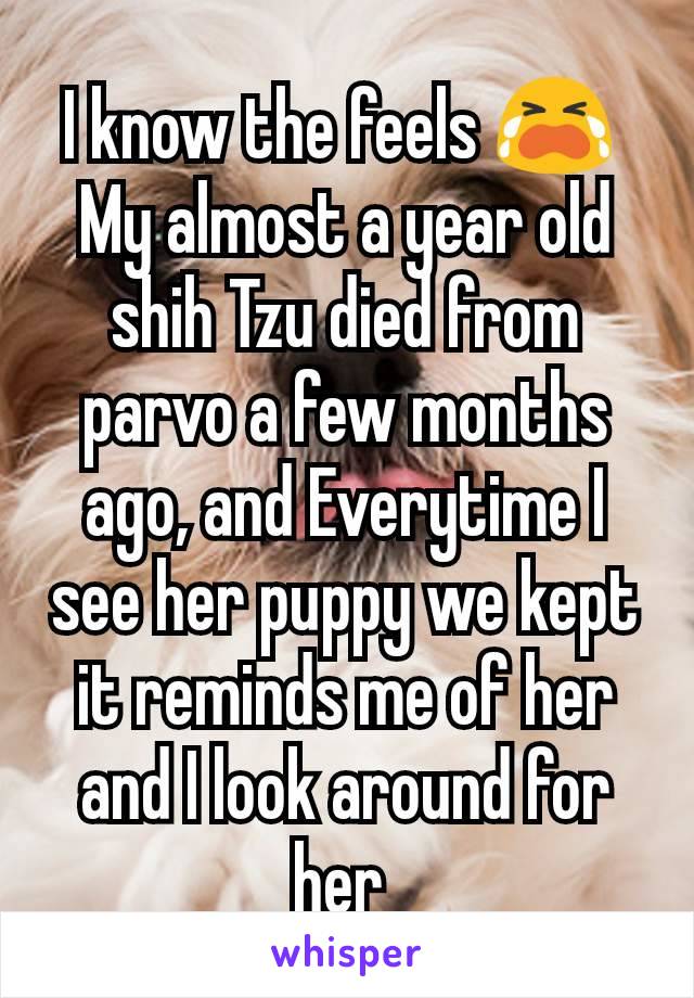 I know the feels 😭 
My almost a year old shih Tzu died from parvo a few months ago, and Everytime I see her puppy we kept it reminds me of her and I look around for her 