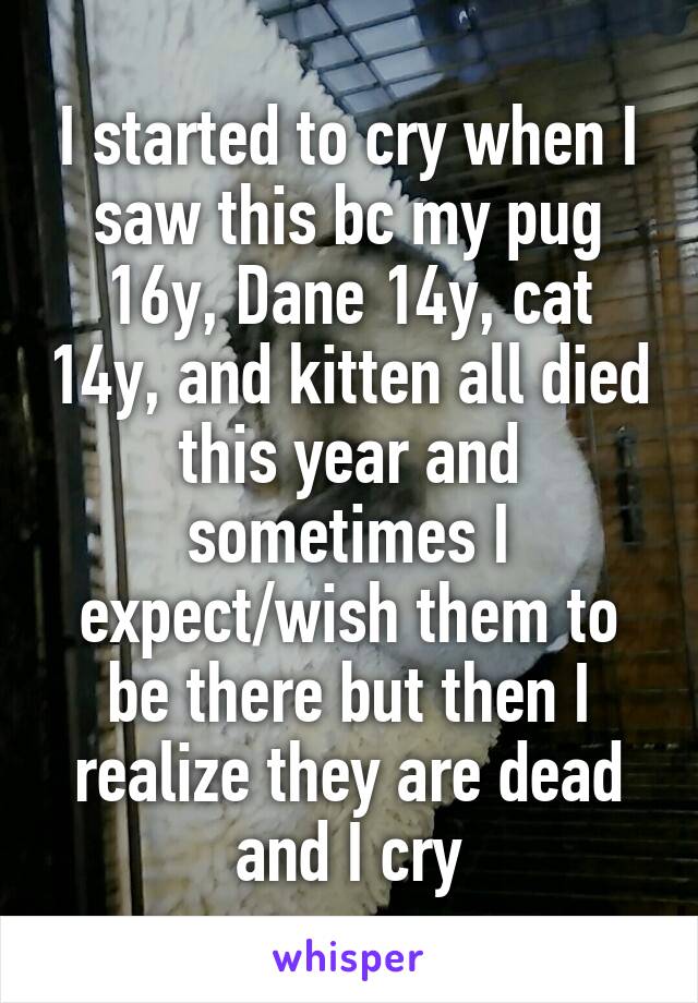 I started to cry when I saw this bc my pug 16y, Dane 14y, cat 14y, and kitten all died this year and sometimes I expect/wish them to be there but then I realize they are dead and I cry