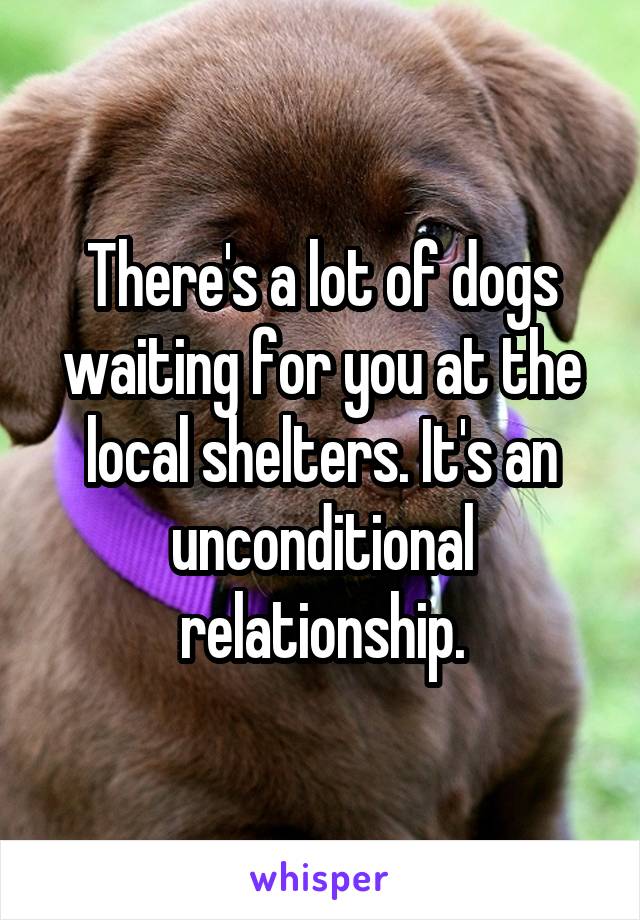 There's a lot of dogs waiting for you at the local shelters. It's an unconditional relationship.