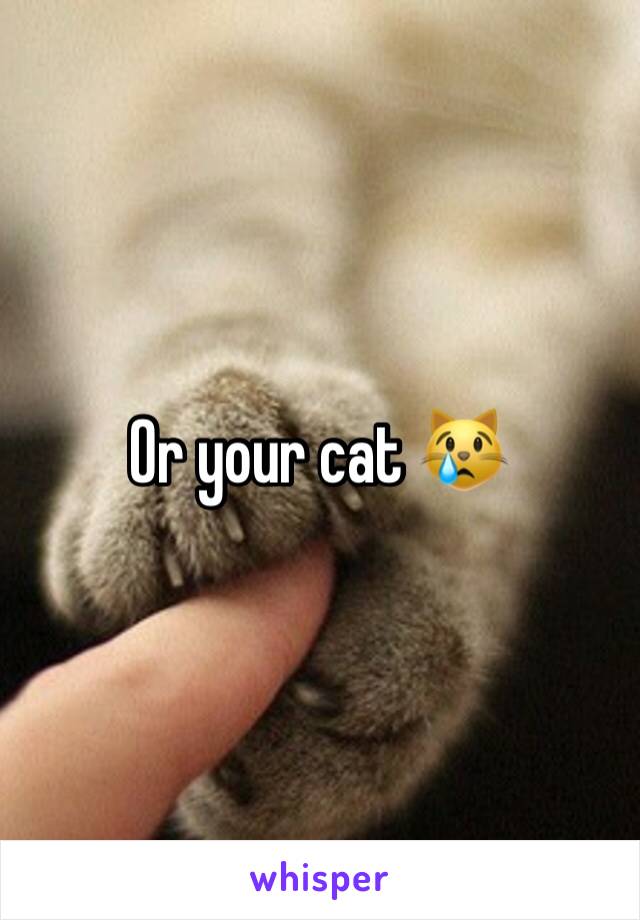 Or your cat 😿