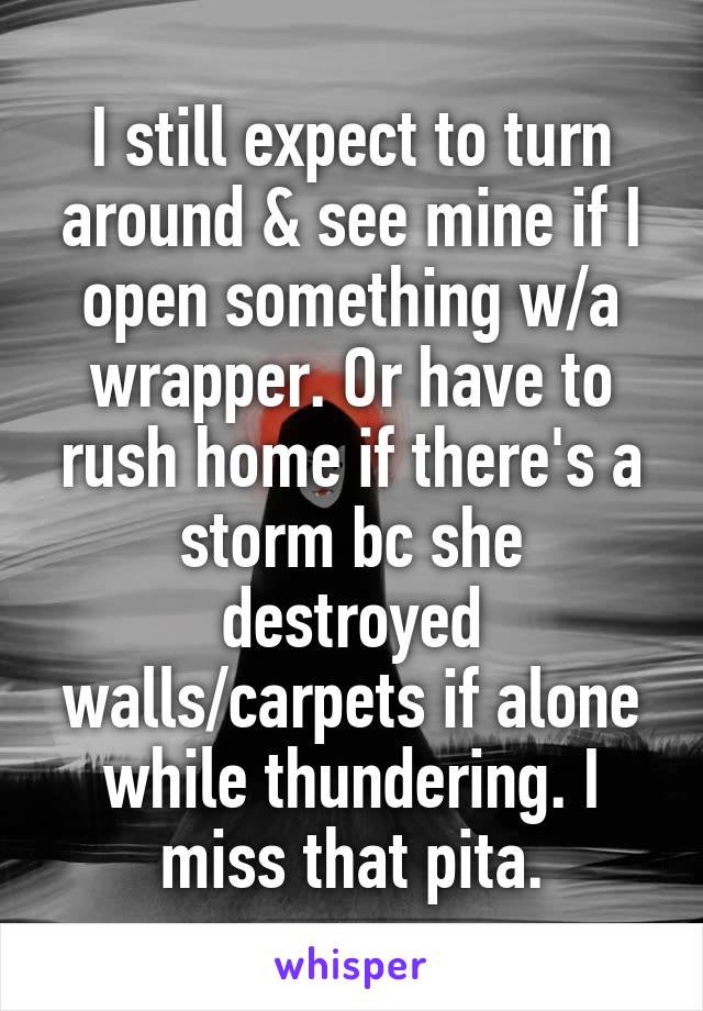 I still expect to turn around & see mine if I open something w/a wrapper. Or have to rush home if there's a storm bc she destroyed walls/carpets if alone while thundering. I miss that pita.