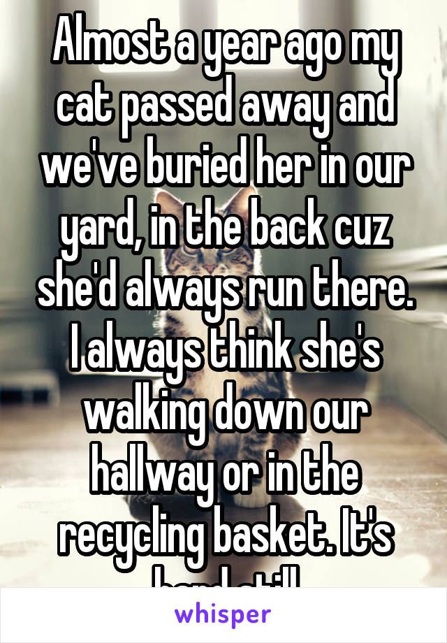 Almost a year ago my cat passed away and we've buried her in our yard, in the back cuz she'd always run there. I always think she's walking down our hallway or in the recycling basket. It's hard still