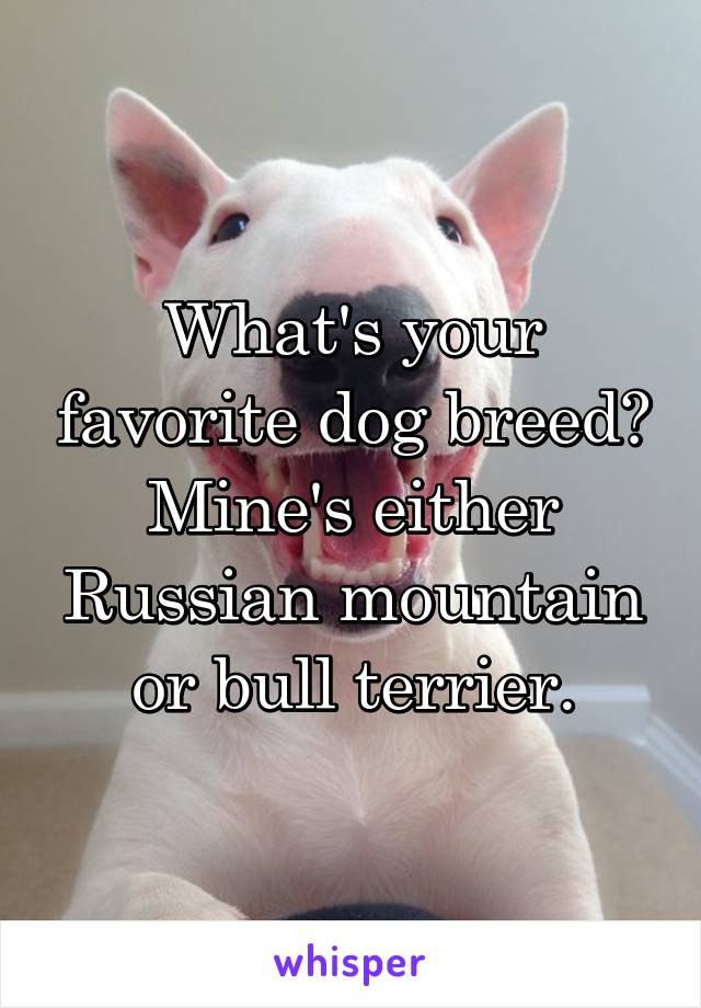 What's your favorite dog breed? Mine's either Russian mountain or bull terrier.