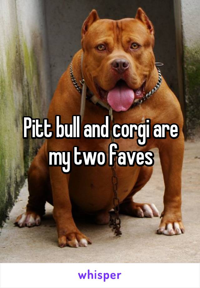 Pitt bull and corgi are my two faves