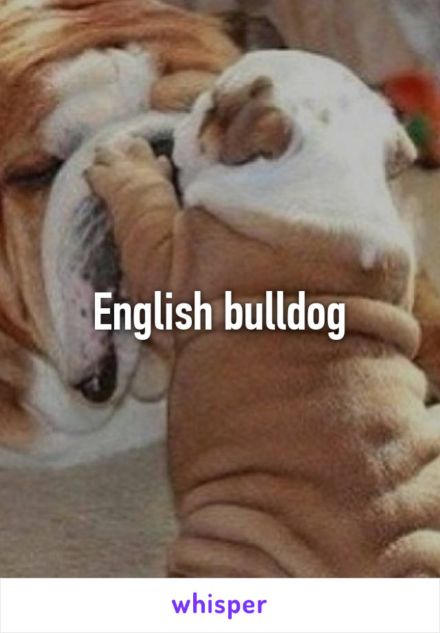 English bulldog