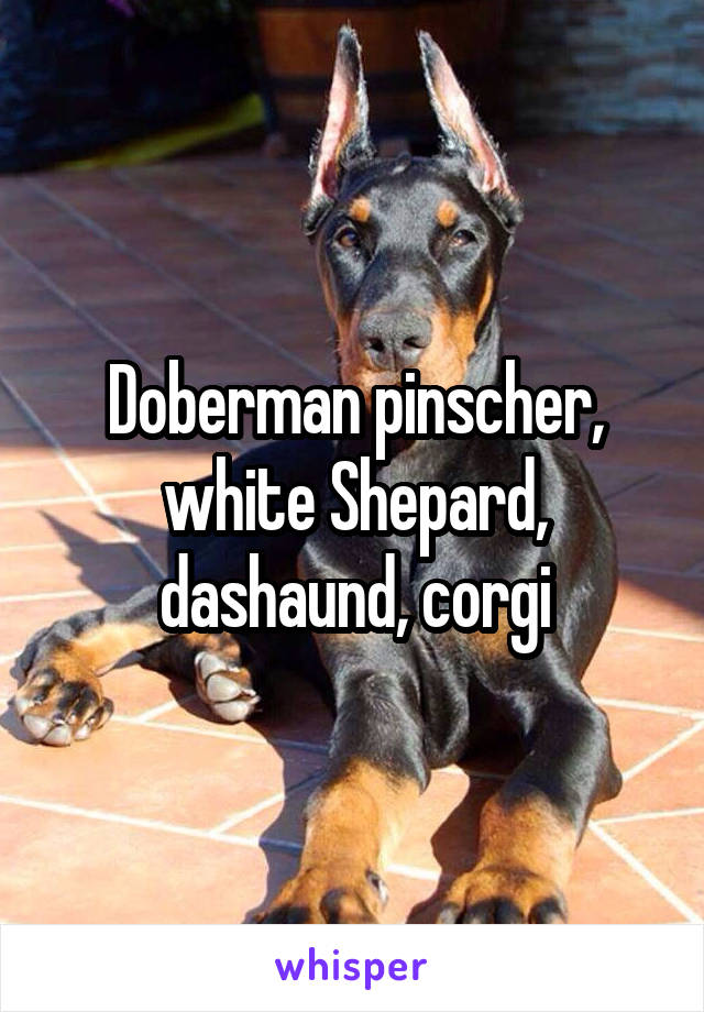 Doberman pinscher, white Shepard, dashaund, corgi