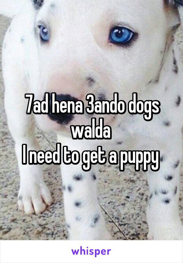 7ad hena 3ando dogs walda 
I need to get a puppy 
