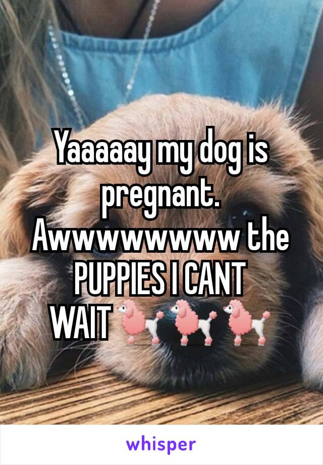 Yaaaaay my dog is pregnant. Awwwwwwww the PUPPIES I CANT WAITðŸ�©ðŸ�©ðŸ�©