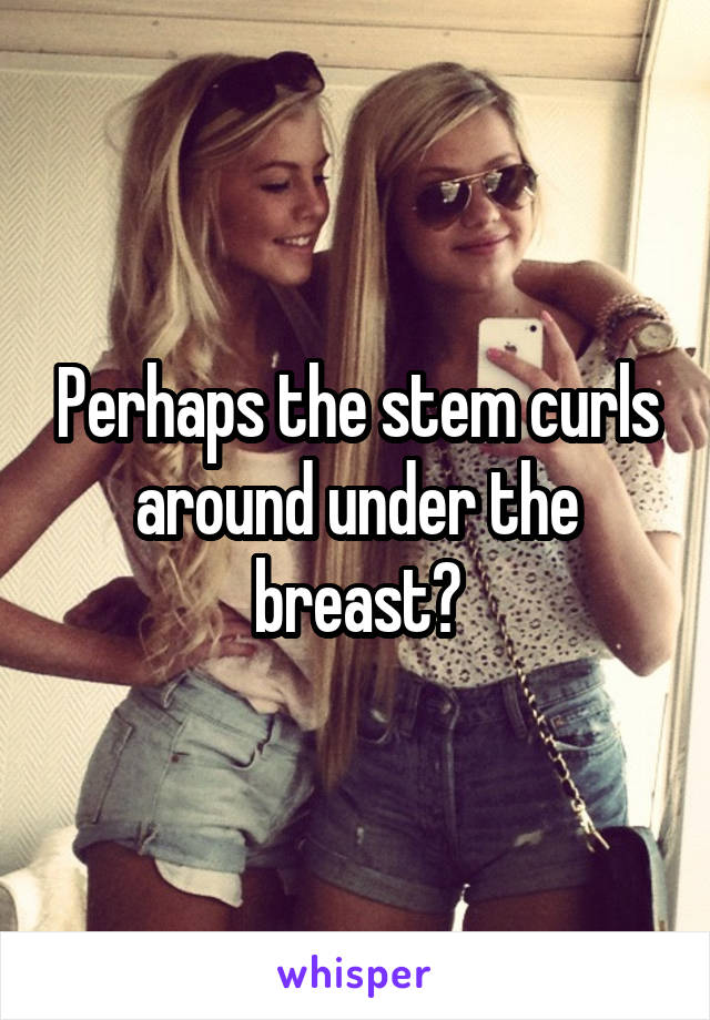 Perhaps the stem curls around under the breast?