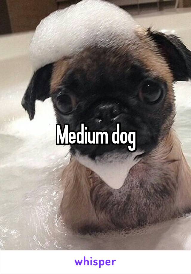 Medium dog