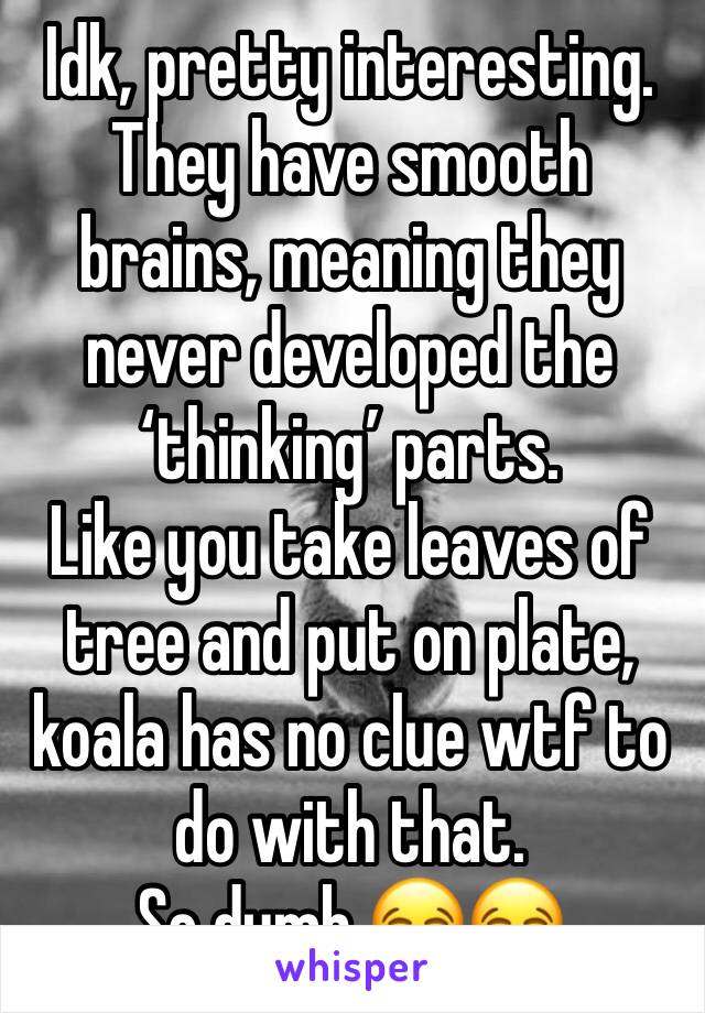 Idk, pretty interesting.
They have smooth brains, meaning they never developed the ‘thinking’ parts.
Like you take leaves of tree and put on plate, koala has no clue wtf to do with that.
So dumb 😂😂