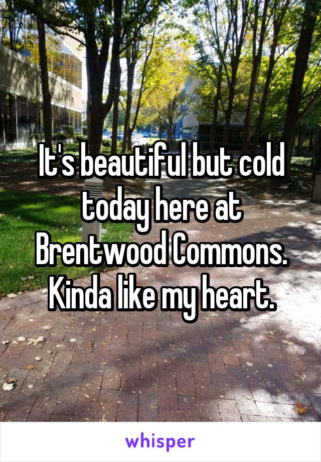 It's beautiful but cold today here at Brentwood Commons. Kinda like my heart.